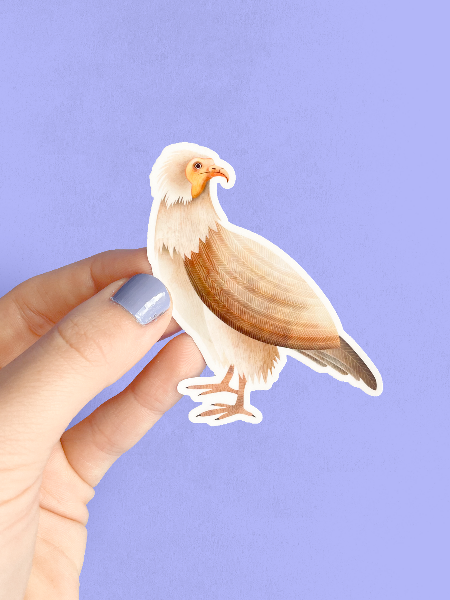 Vinyl Sticker - Egyptian Vulture
