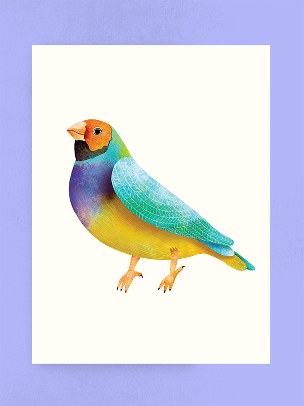 Gouldian Finch, Art Print