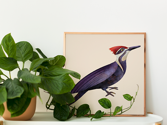 Pileated Woodpecker, Art Print