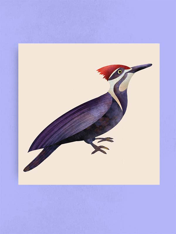 Pileated Woodpecker, Art Print
