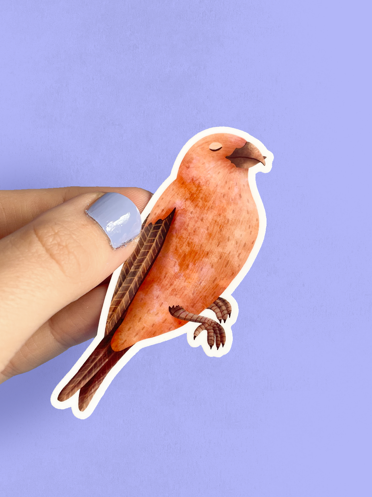 Vinyl Sticker - Red Crossbill
