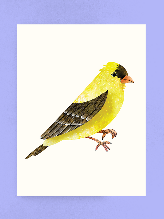 American Goldfinch, Art Print