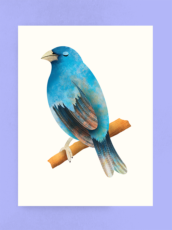 Indigo Bunting, Art Print
