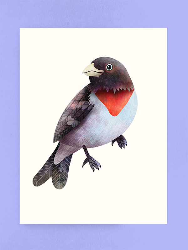 Rose-breasted Grosbeak, Art Print