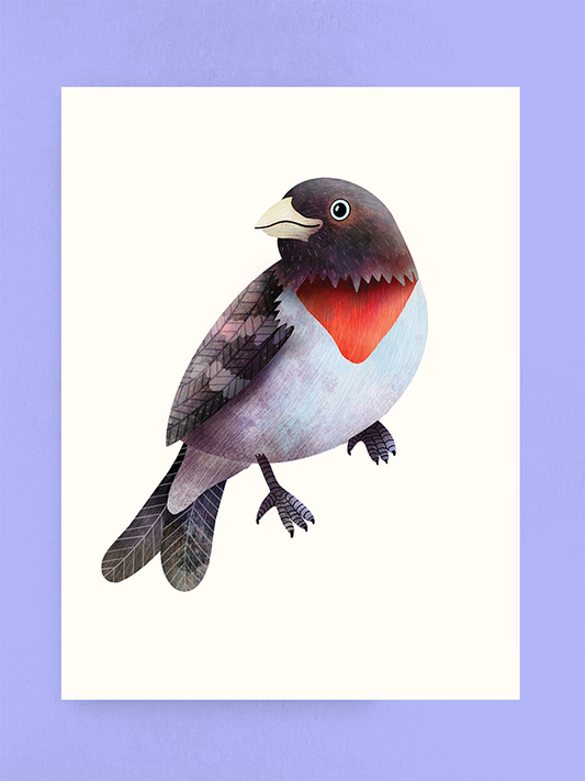 Rose-breasted Grosbeak, Art Print